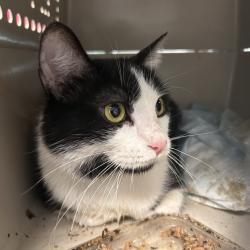 Shelter Stray Female Cat last seen Near Jennifer Drive, Pleasant Hill, IA, 50327, Des Moines, IA 50313