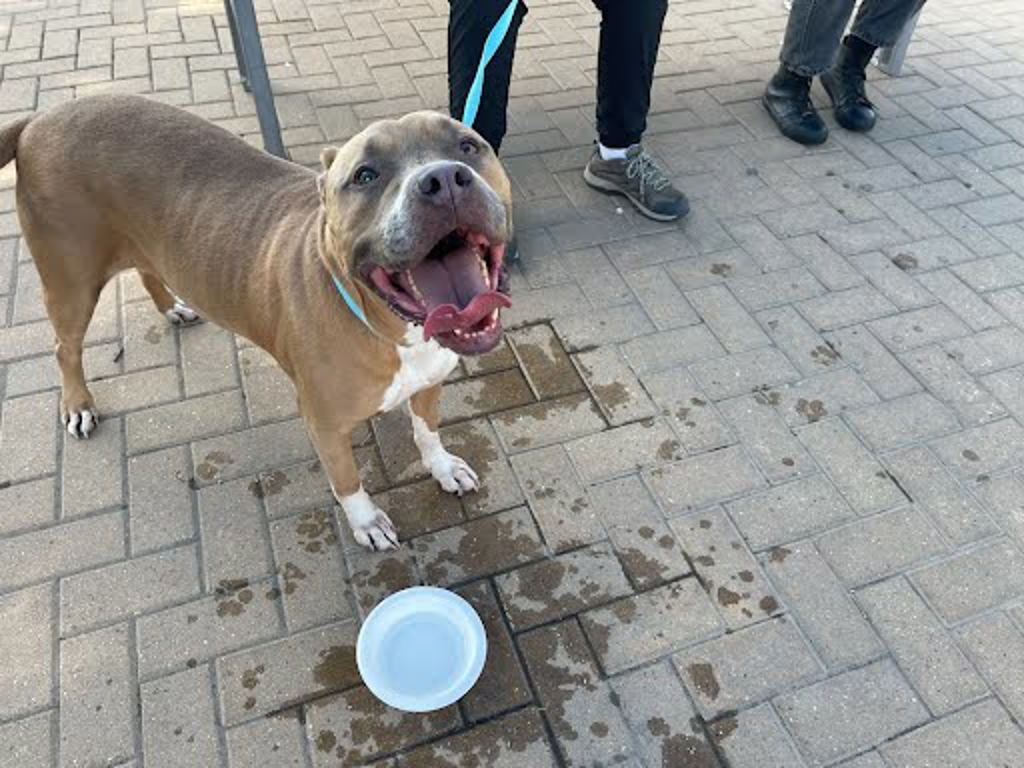 Shelter Stray Female Dog last seen Near Cantarra Drive, PFLUGERVILLE, TX, 78660, Austin, TX 78702