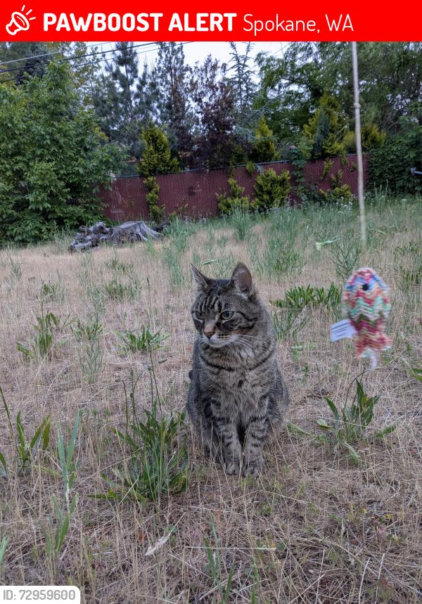 Lost Male Cat last seen E 33rd Ave and S Cuba St, Spokane, WA 99223