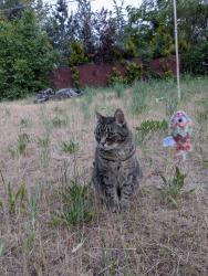 Lost Male Cat last seen E 33rd Ave and S Cuba St, Spokane, WA 99223