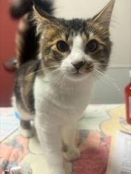 Shelter Stray Male Cat last seen Marina Boulevard, SAN LEANDRO, CA, 94577, Oakland, CA 94621