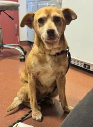 Shelter Stray Female Dog last seen 167th E14 Street, SAN LEANDRO, CA, 94578, Oakland, CA 94621