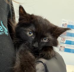 Shelter Stray Female Cat last seen Near Carnegie Street, San Diego, CA, 92122, San Diego, CA 92110