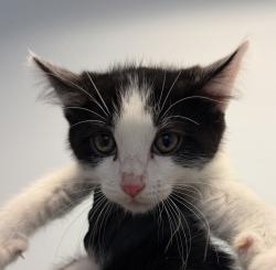 Shelter Stray Male Cat last seen Near Carnegie Street, San Diego, CA, 92122, San Diego, CA 92110