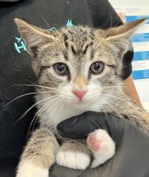 Shelter Stray Female Cat last seen Near Carnegie Street, San Diego, CA, 92122, San Diego, CA 92110