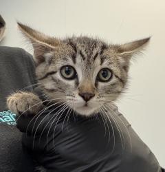 Shelter Stray Female Cat last seen Near Carnegie Street, San Diego, CA, 92122, San Diego, CA 92110