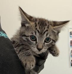 Shelter Stray Female Cat last seen Near Carnegie Street, San Diego, CA, 92122, San Diego, CA 92110
