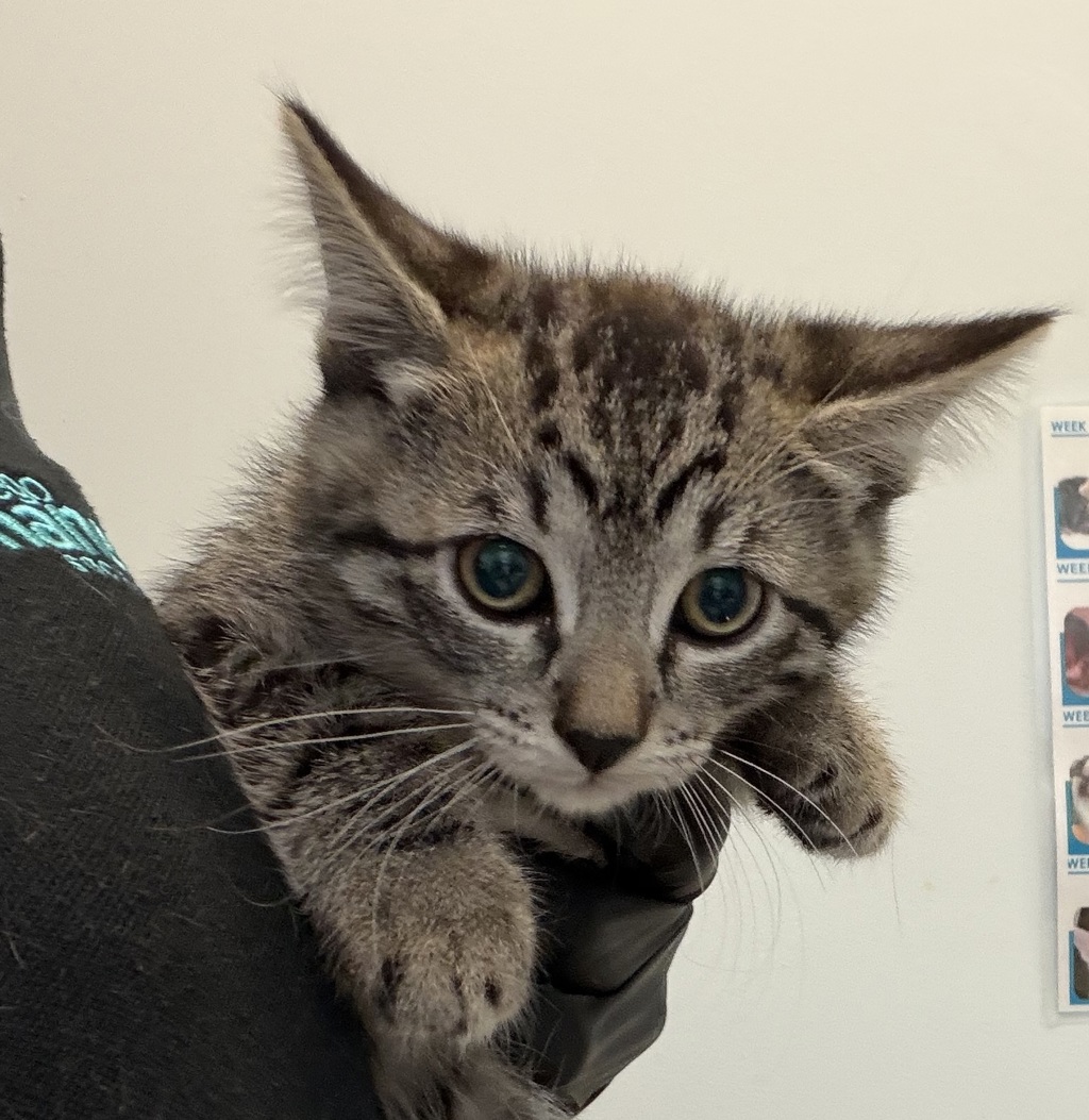 Shelter Stray Female Cat last seen Near Carnegie Street, San Diego, CA, 92122, San Diego, CA 92110