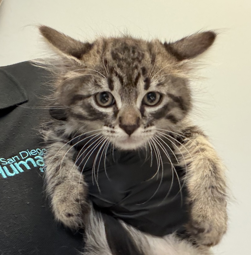 Shelter Stray Female Cat last seen Near Carnegie Street, San Diego, CA, 92122, San Diego, CA 92110