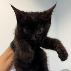 Shelter Stray Male Cat last seen Near 60th Street, San Diego, CA, 92115, San Diego, CA 92110