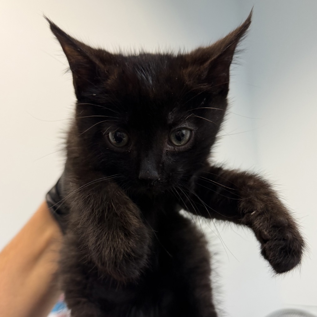 Shelter Stray Male Cat last seen Near 60th Street, San Diego, CA, 92115, San Diego, CA 92110