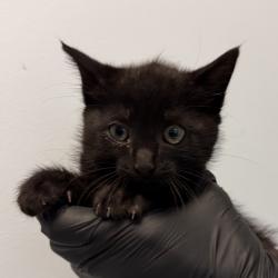 Shelter Stray Female Cat last seen Near 60th Street, San Diego, CA, 92115, San Diego, CA 92110