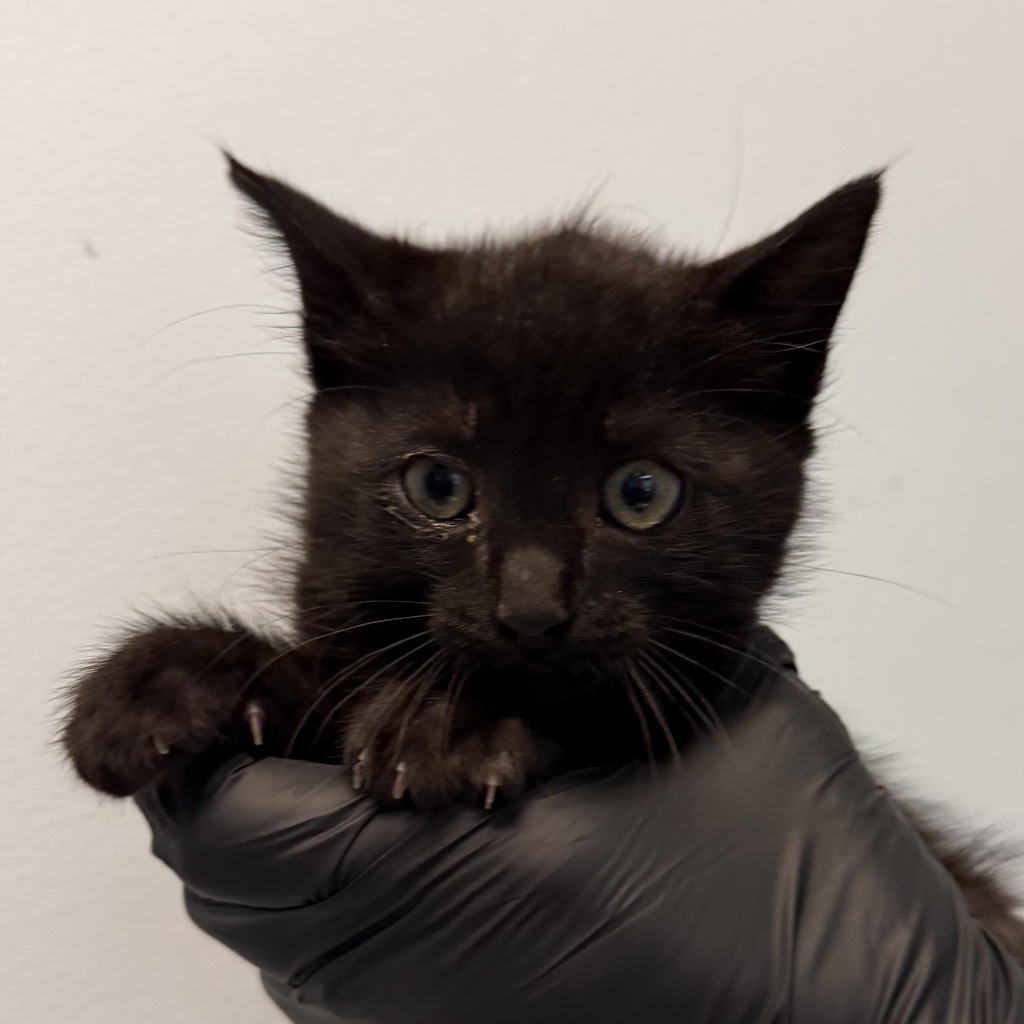Shelter Stray Female Cat last seen Near 60th Street, San Diego, CA, 92115, San Diego, CA 92110