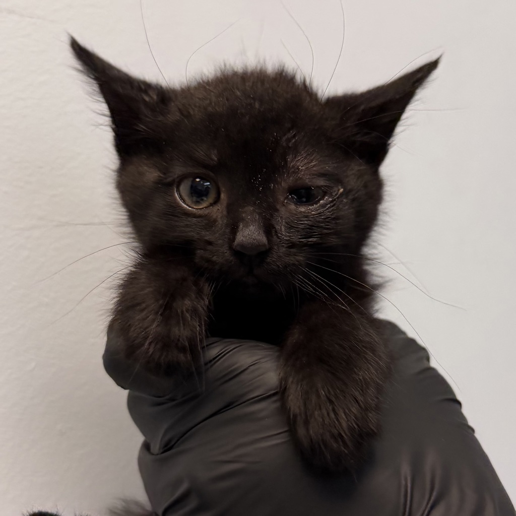 Shelter Stray Female Cat last seen Near 60th Street, San Diego, CA, 92115, San Diego, CA 92110