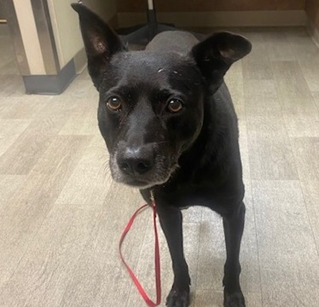 Shelter Stray Male Dog last seen 11th Avenue, San Diego, CA, 92101, San Diego, CA 92110