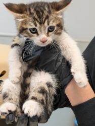 Shelter Stray Male Cat last seen Near E Ingersoll Street, San Diego, CA, 92111, San Diego, CA 92110