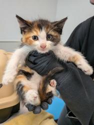 Shelter Stray Female Cat last seen Near E Ingersoll Street, San Diego, CA, 92111, San Diego, CA 92110