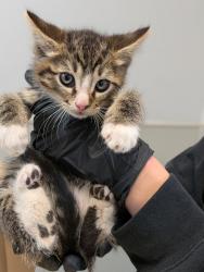 Shelter Stray Female Cat last seen Near E Ingersoll Street, San Diego, CA, 92111, San Diego, CA 92110