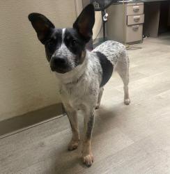 Shelter Stray Male Dog last seen Little Italy, San Diego, CA, 92101, San Diego, CA 92110