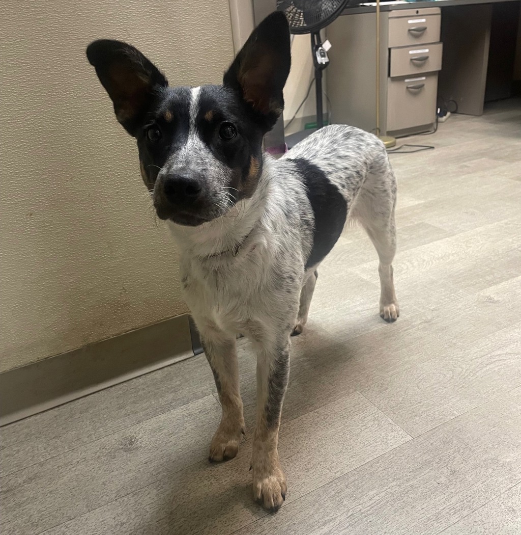 Shelter Stray Male Dog last seen Little Italy, San Diego, CA, 92101, San Diego, CA 92110