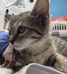 Shelter Stray Male Cat last seen Near W 6th Avenue, Escondido, CA, 92025, Escondido, CA 92027