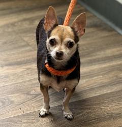 Shelter Stray Female Dog last seen Near Satellite Boulevard, San Diego, CA, 92154, San Diego, CA 92110