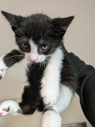 Shelter Stray Male Cat last seen Near 55th Street, San Diego, CA, 92114, San Diego, CA 92110