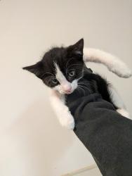 Shelter Stray Male Cat last seen Near 55th Street, San Diego, CA, 92114, San Diego, CA 92110