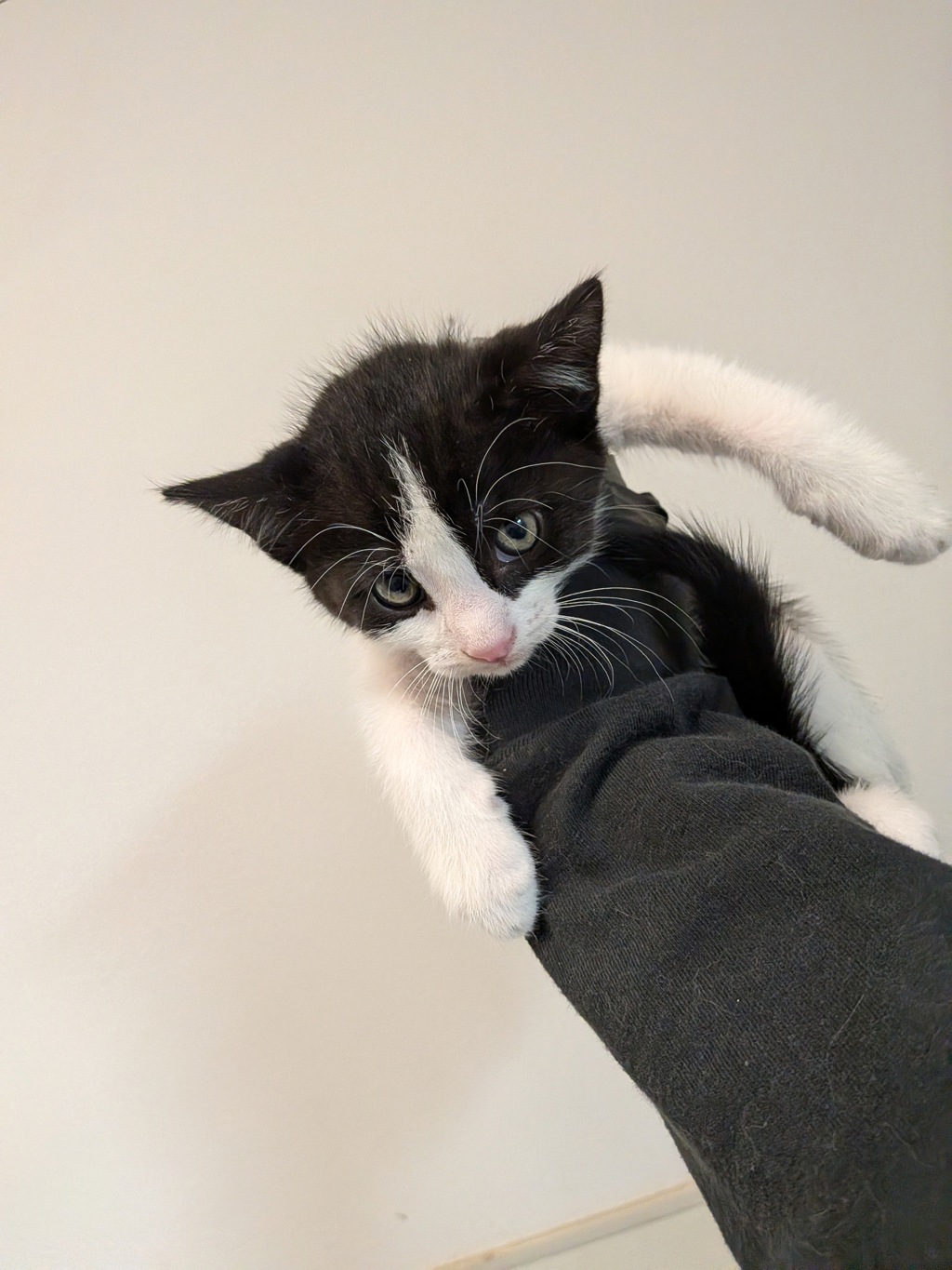 Shelter Stray Male Cat last seen Near 55th Street, San Diego, CA, 92114, San Diego, CA 92110