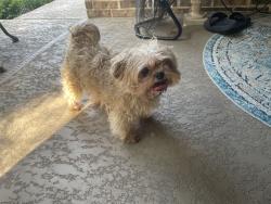 Reunited Unknown Dog last seen Potranco, San Antonio, TX 78253