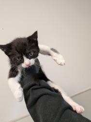Shelter Stray Female Cat last seen Near 55th Street, San Diego, CA, 92115, San Diego, CA 92110