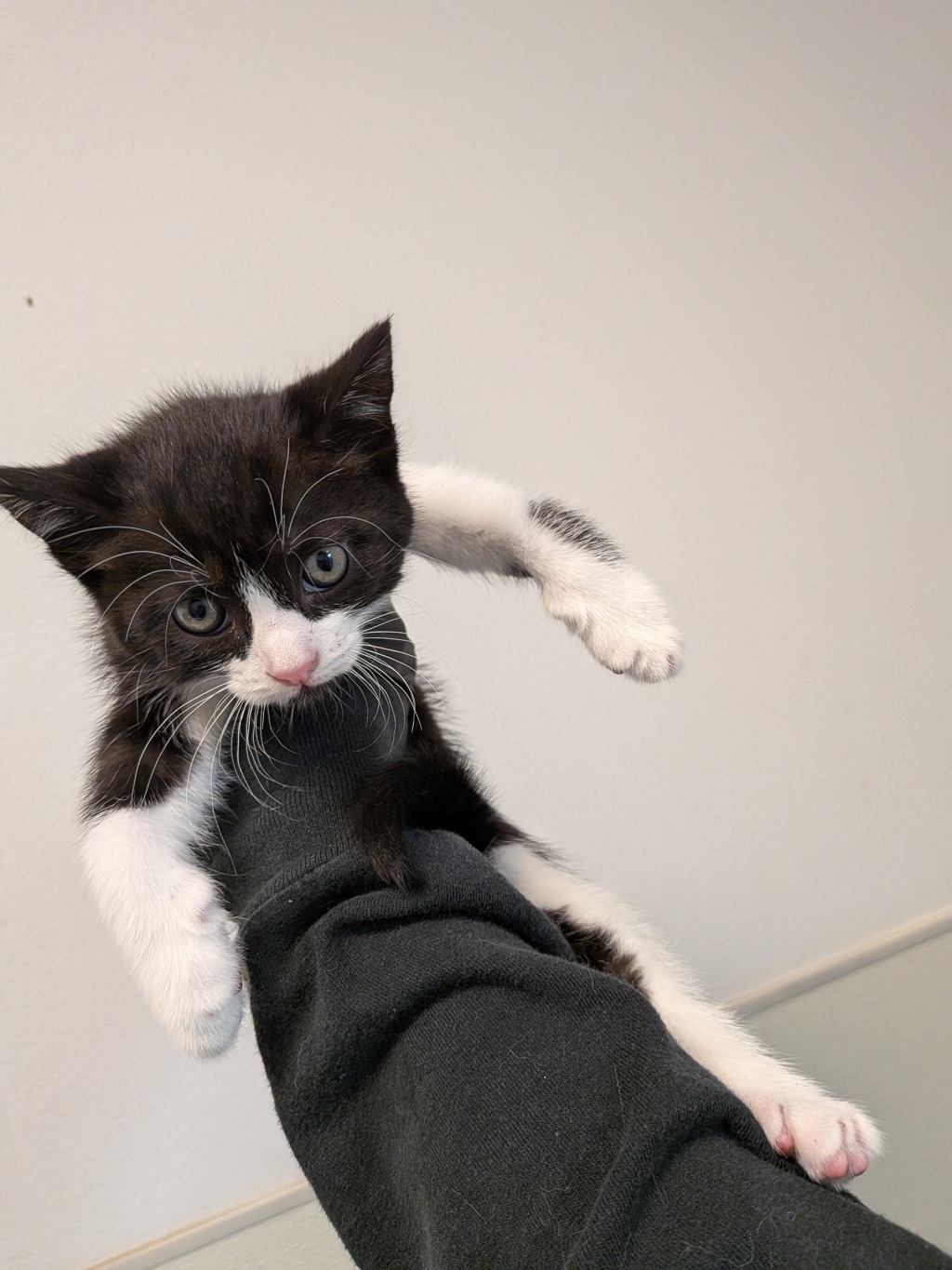 Shelter Stray Female Cat last seen Near 55th Street, San Diego, CA, 92115, San Diego, CA 92110
