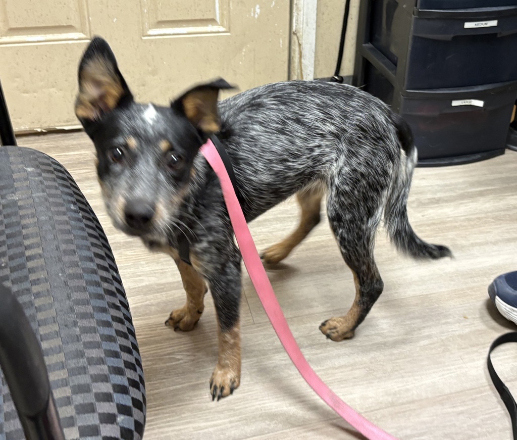 Shelter Stray Female Dog last seen Near Mustang Way, Oceanside, CA, 92057, Oceanside, CA 92058