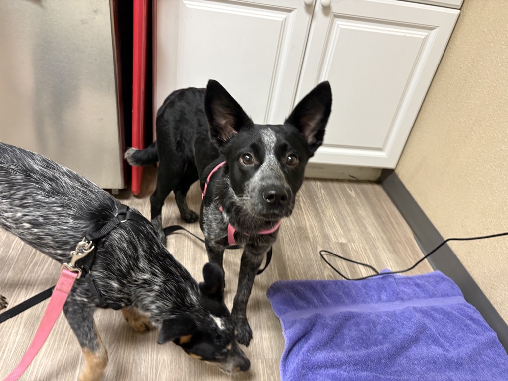 Shelter Stray Female Dog last seen Near Mustang Way, Oceanside, CA, 92057, Oceanside, CA 92058