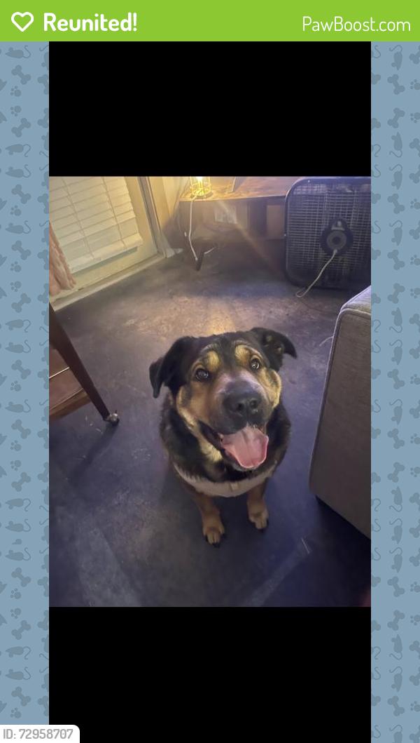 Reunited Female Dog last seen Near Edgehill Cove, Maumelle, AR 72113, USA, Maumelle, AR 72113