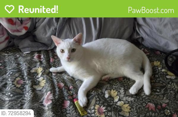 Reunited Male Cat last seen Gibbs St. & Madison, North Lincoln Park, Pomona, CA 91767