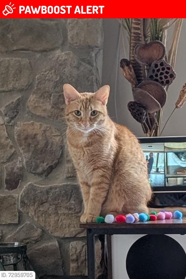 Lost Female Bird last seen Glenoak Forest Rd Woods, East Stroudsburg, PA 18301