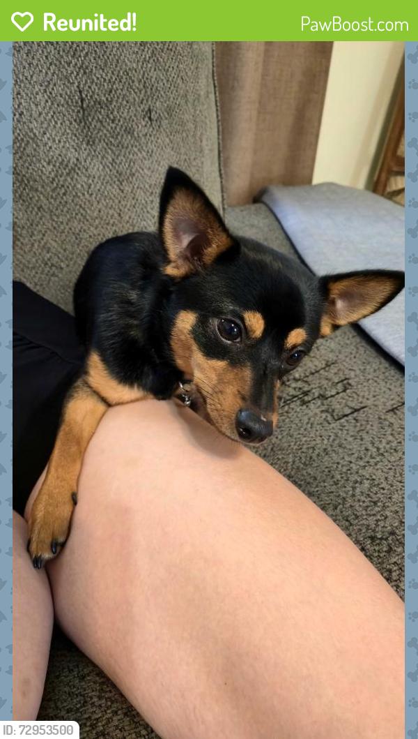 Reunited Male Dog last seen Forthood st., Fort Hood, TX 76544
