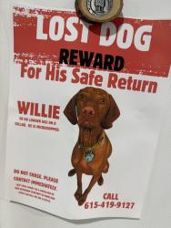 Lost Male Dog last seen Marvin Layne Rd, Wilson County, TN 37122