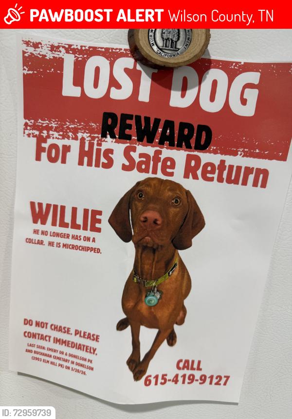 Lost Male Dog last seen Marvin Layne Rd, Wilson County, TN 37122