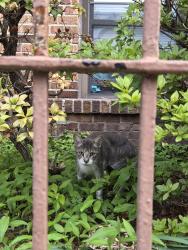 Found/Stray Unknown Cat last seen West Side Avenue, Jersey City, NJ 07304