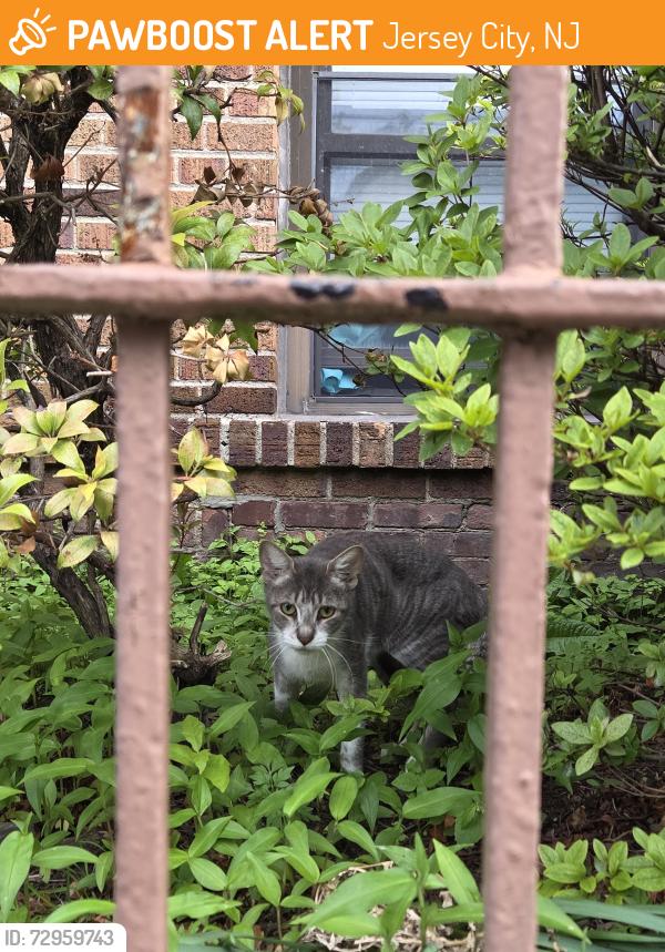 Found/Stray Unknown Cat last seen West Side Avenue, Jersey City, NJ 07304