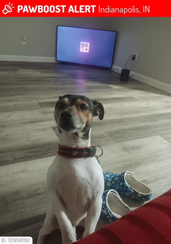 Lost Male Dog last seen New York st, Indianapolis, IN 46201