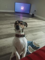 Lost Male Dog last seen New York st, Indianapolis, IN 46201