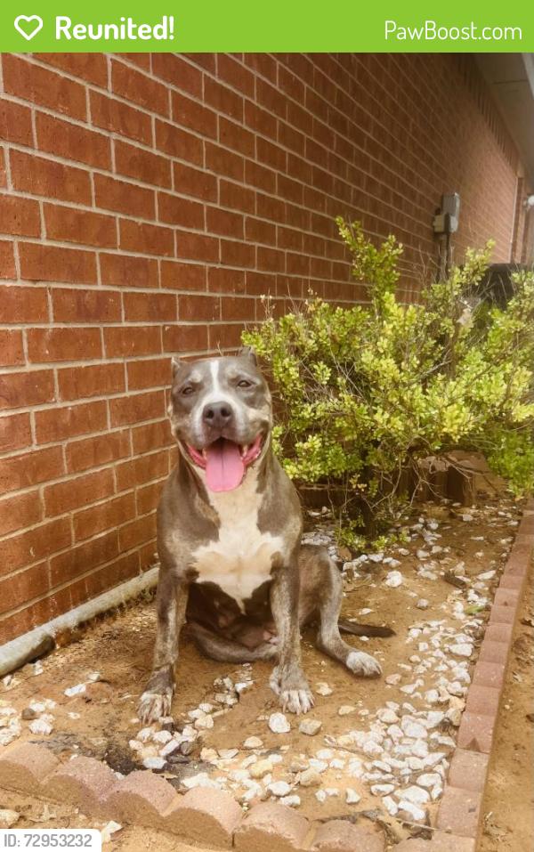 Reunited Female Dog last seen South Mesa Area , Lubbock, TX 79423