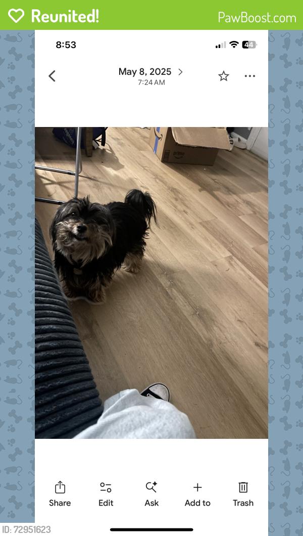 Reunited Female Dog last seen Kelly Street, The Bronx, NY 10455