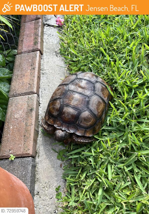 Found/Stray Female Other last seen Jensen Beach Blvd. & Savannah road , Jensen Beach, FL 34957