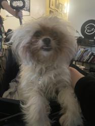 Reunited Unknown Dog last seen Reserve at Northglenn apmt Complex parking lot, Northglenn, CO 80233