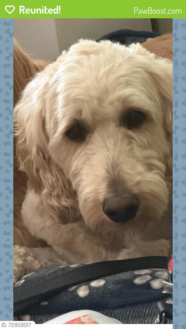 Reunited Male Dog last seen Ohio, Plano, TX 75093