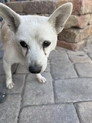 Found/Stray Male Dog last seen Smoke ranch and michel way. , Las Vegas, NV 89108